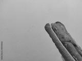 preview bw