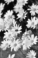 preview bw