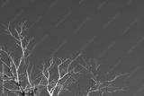 preview bw