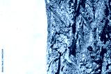 preview cold