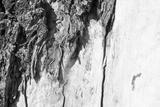 preview bw