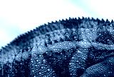 preview cold
