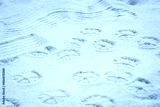 preview cold
