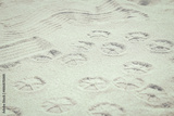 preview original