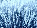 preview cold