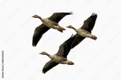 image to crop