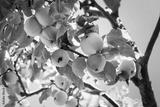 preview bw
