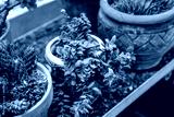preview cold