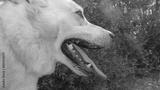 preview bw