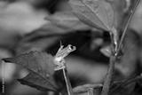 preview bw