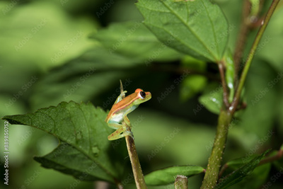 image to crop