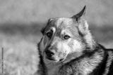 preview bw