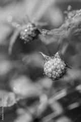 preview bw