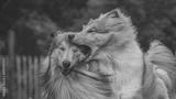 preview bw