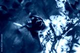 preview cold