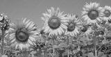 preview bw