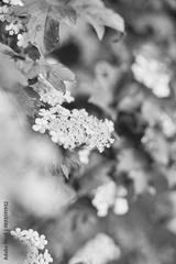 preview bw