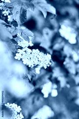 preview cold