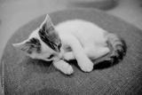 preview bw
