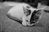 preview bw