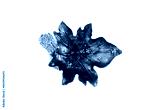 preview cold