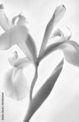 preview bw