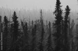 preview bw