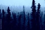preview cold