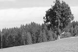 preview bw