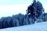 preview cold