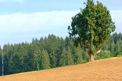 image to crop