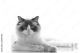 preview bw