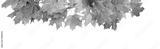 preview bw