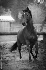 preview bw