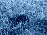 preview cold