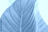 preview cold