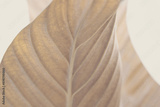 preview original