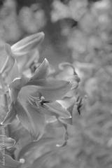 preview bw