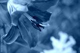 preview cold