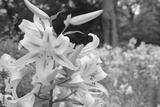 preview bw