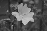 preview bw