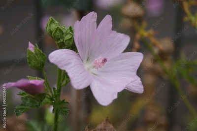 image to crop