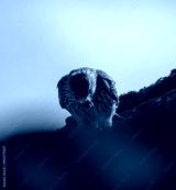preview cold