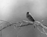 preview bw