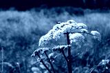 preview cold
