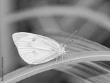 preview bw
