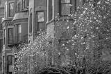 preview bw