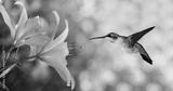 preview bw