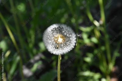 image to crop