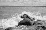 preview bw